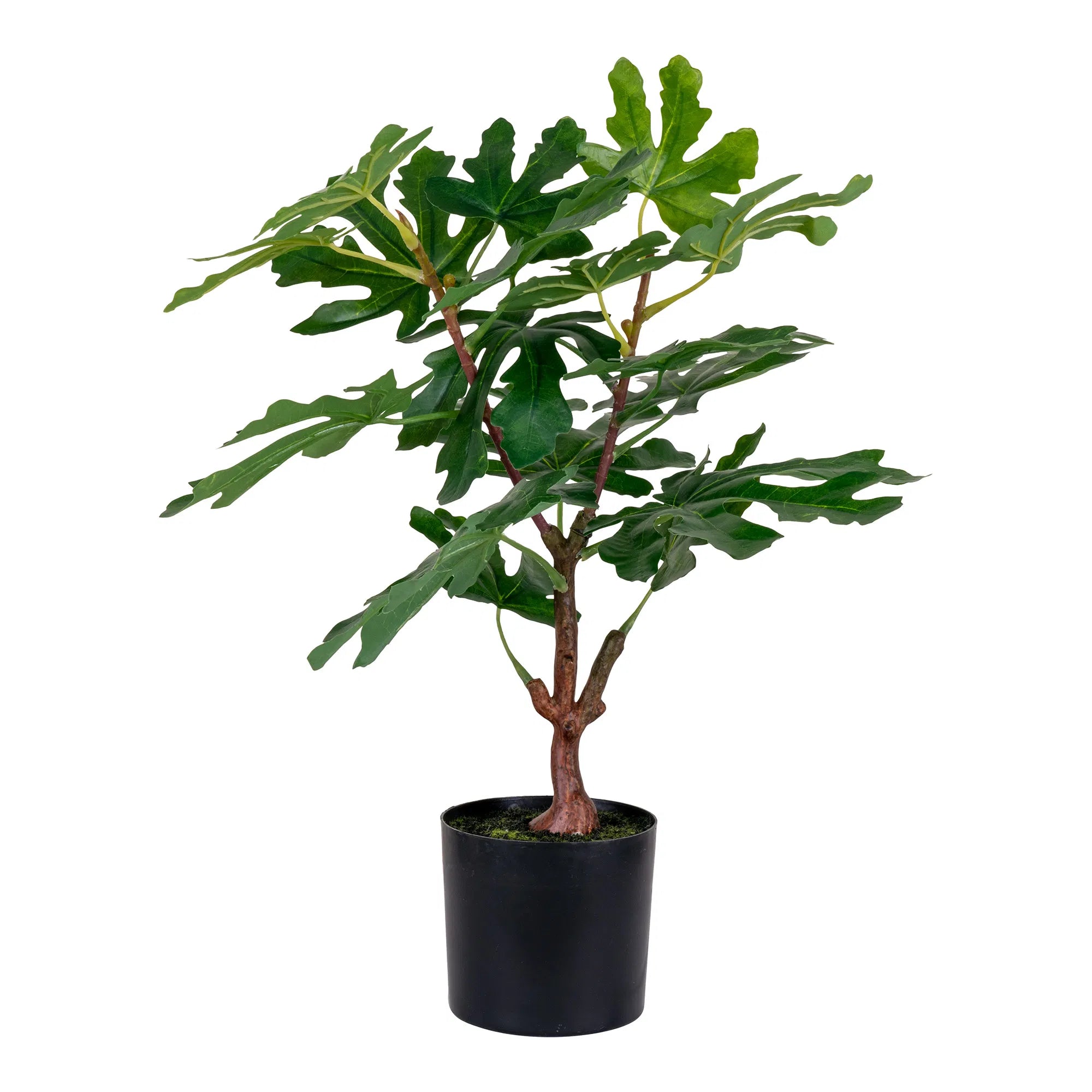 Kënschtleche Feigebeem – 60 cm mediterranen Charme fir däi Doheem