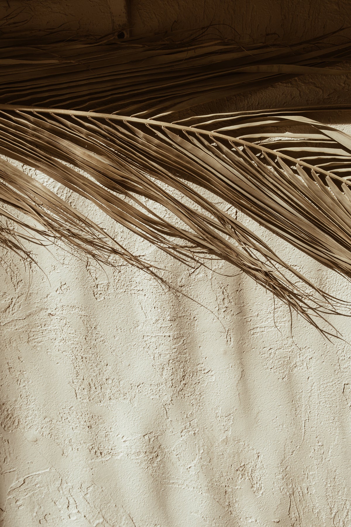 Poster Palm Leaf made of high-quality paper