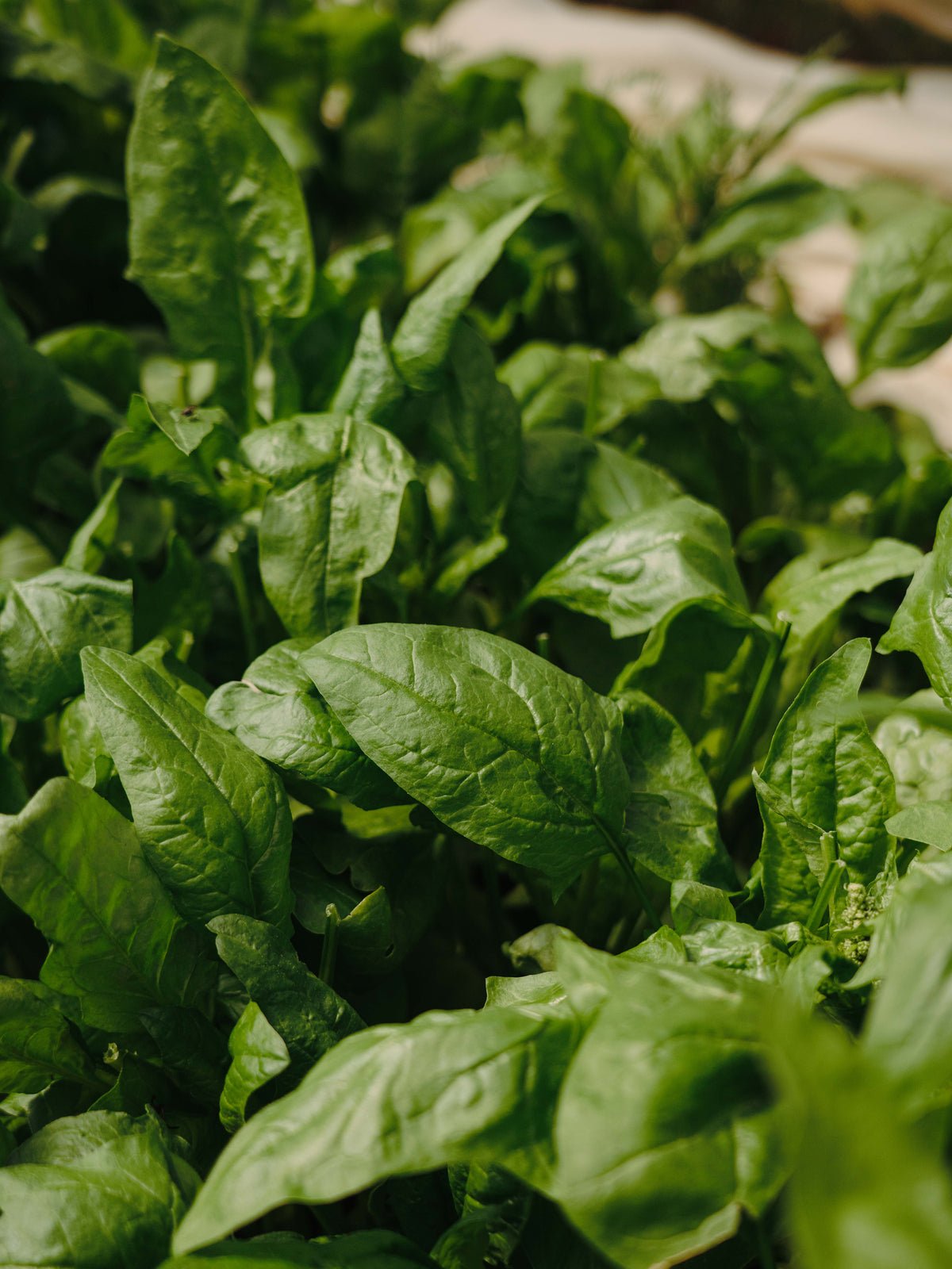 Poster Basil en papier de haute qualité