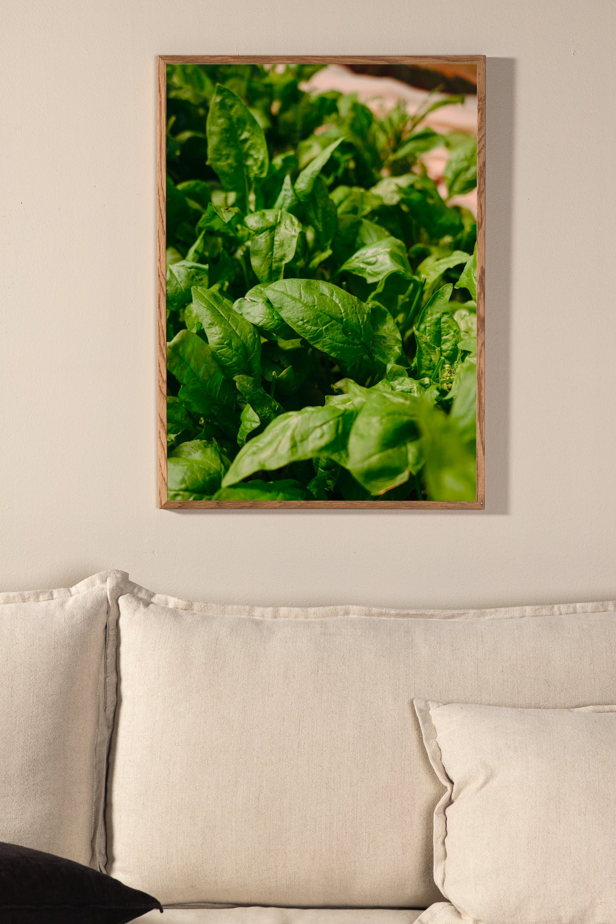 Poster Basil en papier de haute qualité