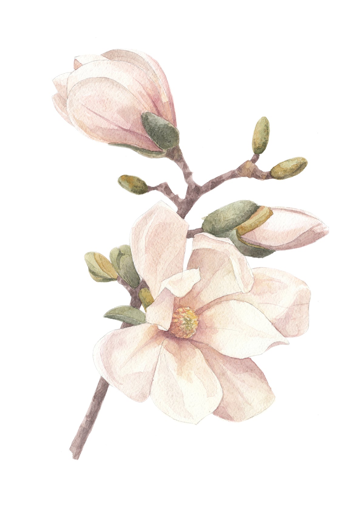 Poster Fleur de cerisier en papier de haute qualité