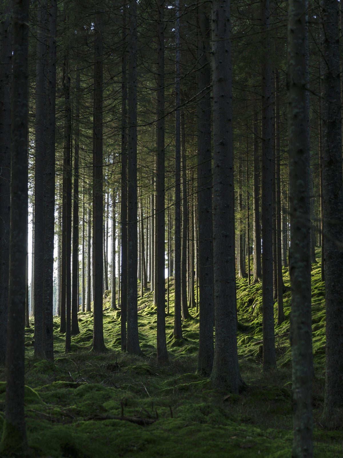 Poster Forêt-Noire en papier de haute qualité