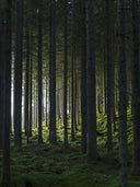 Poster Forêt-Noire en papier de haute qualité