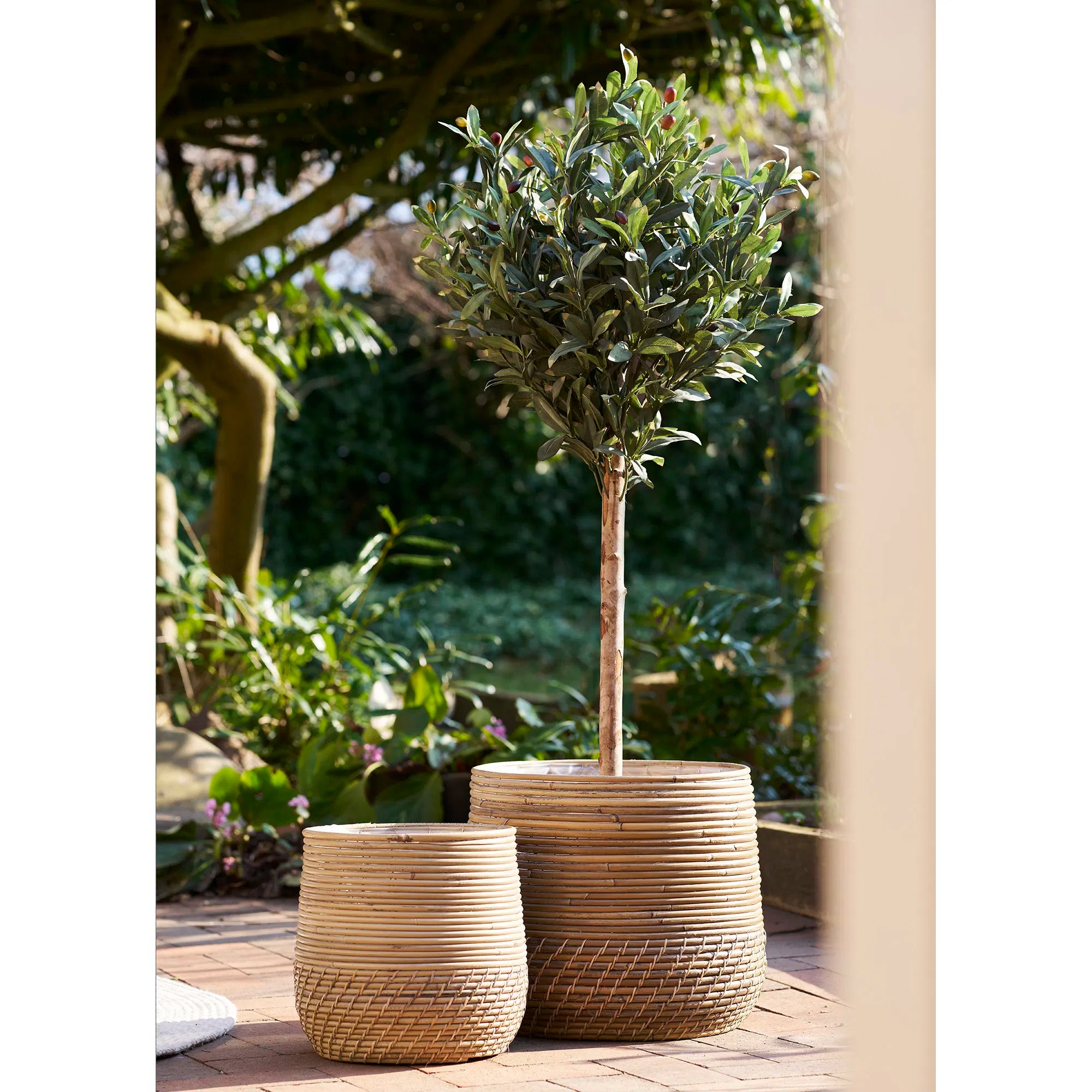 Kënschtleche Olivenbam – 120 cm mediterran Eleganz fir bannen & baussen