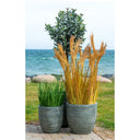 Artificial Sorghum Grass Plant – 110 cm Natural Look with Stylish Flair
