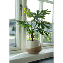 Kënschtleche Feigebeem – 60 cm mediterranen Charme fir däi Doheem