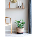 Kënschtleche Feigebeem – 60 cm mediterranen Charme fir däi Doheem